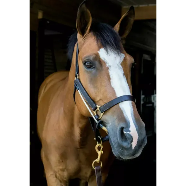 Busy Buddy Halter