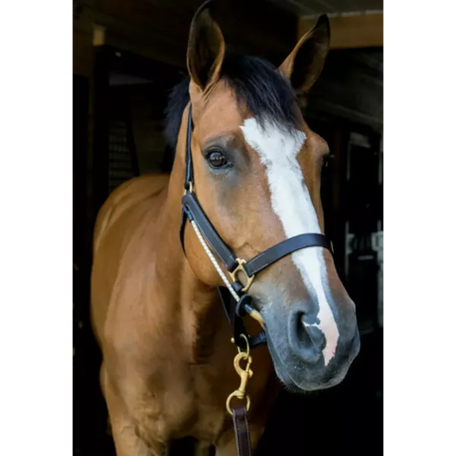Busy Buddy Halter